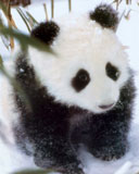 panda.jpg