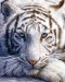 milý tiger.jpg